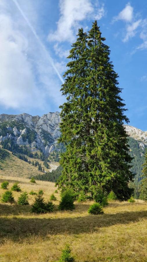 Pensiunea Crai Nou Şirnea Exteriör bild